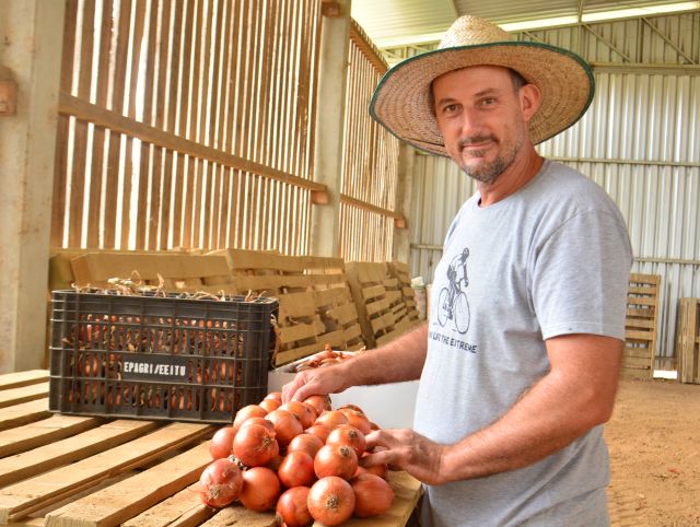 Cebola Valessul da Epagri agrada produtores e consumidores