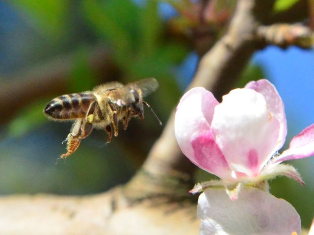 Curiosidades sobre as abelhas