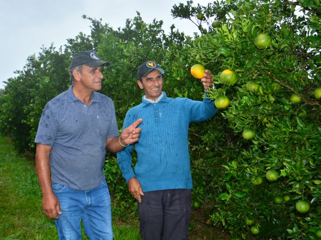 producao de frutas citricas no oeste catarinense 4