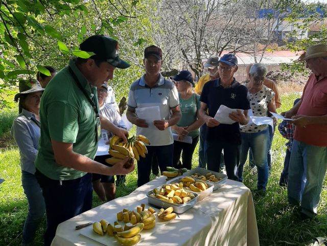 Produção de banana no Extremo Oeste de SC 