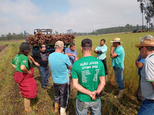 Epagri e produtores rurais trabalham juntos para desenvolver tecnologias na produção de mandioca