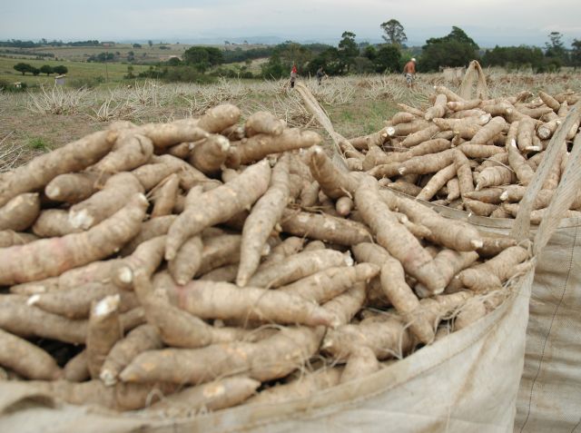 Produção de mandioca em SC
