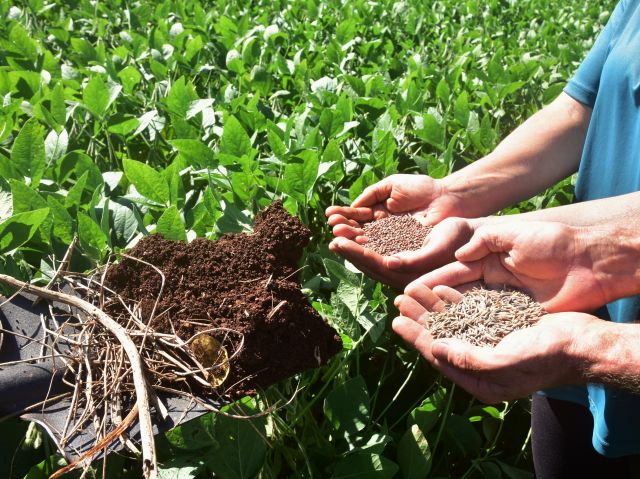 Kit Solo Saudável facilita o acesso a plantas de cobertura em Santa Catarina