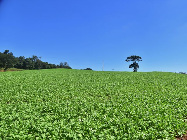 Plantas de cobertura