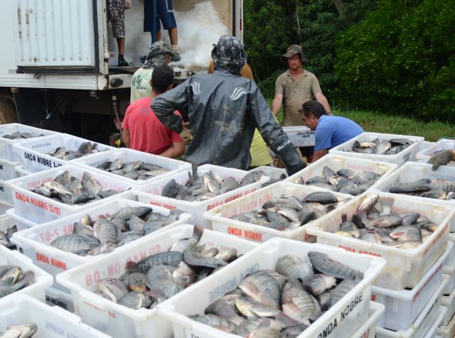 Produção de tilápia cresce em SC