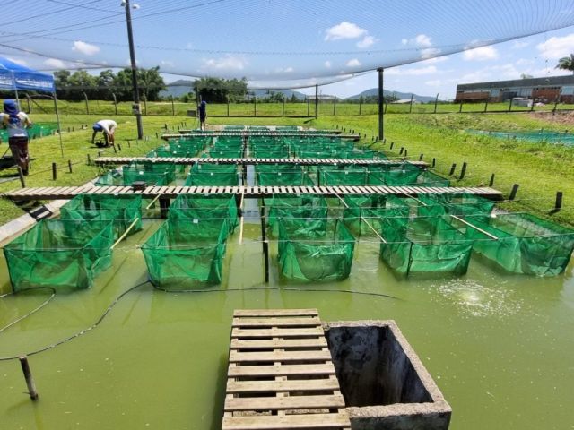 Epagri desenvolve tecnologias para a tilapicultura