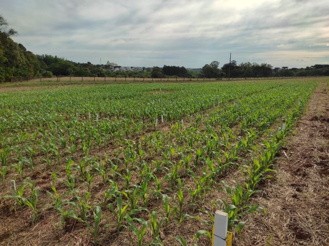 Epagri realiza estudo sobre produtividade de milho