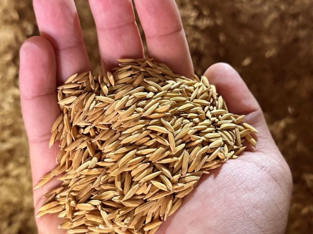 Epagri multiplica no Maranhão as sementes de um novo cultivar de arroz