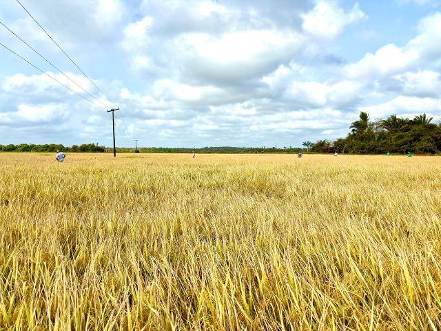 Sementes de arroz da Epagri são multiplicadas no Maranhão