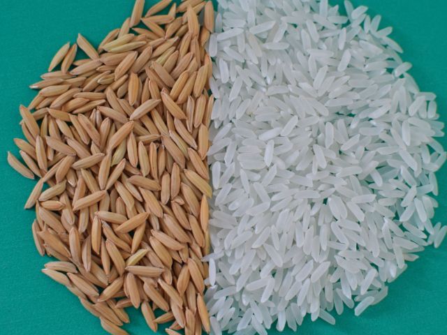 O arroz SCS 127 Cl será lançado em janeiro de 2025 