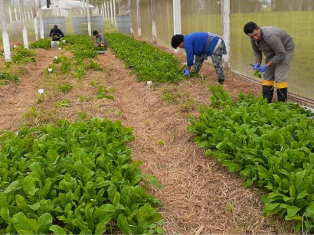 Epagri desenvolve rúcula para cultivo orgânico