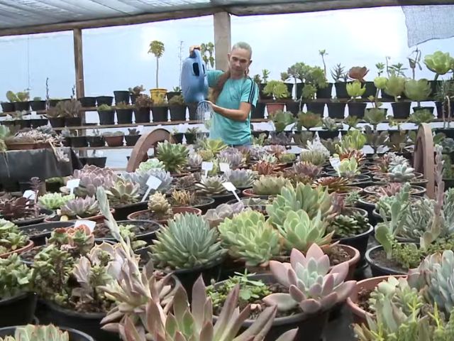 Agricultora produz plantas suculentas no interior de SC