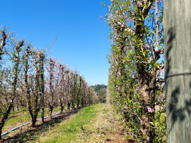 Foto: Reprodução/Secom SC