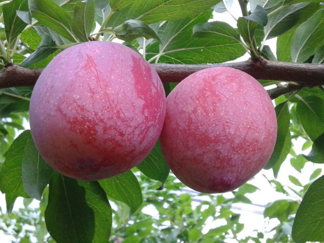 Foto: Reprodução/Secom SC