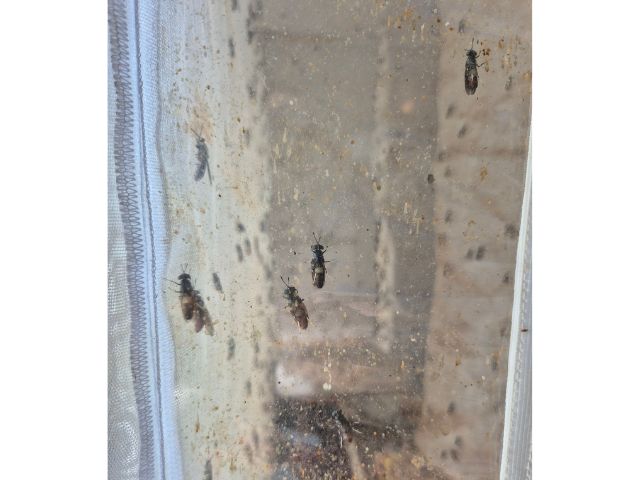 Foto: Reprodução/Secom SC